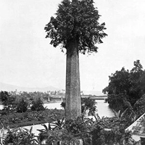 Tree growing out old sugar estate chimney, Jamaica, c1905. Artist: Adolphe Duperly & Son