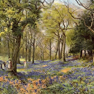 Wild Hyacinths in a Surrey Copse, 1906