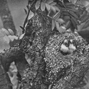 Young Long-Tailed Tits, Looking Out of Nest, c1882, (1912). Artist: Charles Reid