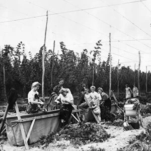 Hop pickers, 1952