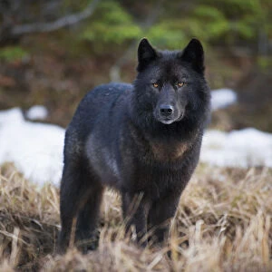 Archipelago Wolf In Black Color Phase Standing Alert In Grass Southeast Alaska Winter Tongass Nat Forest
