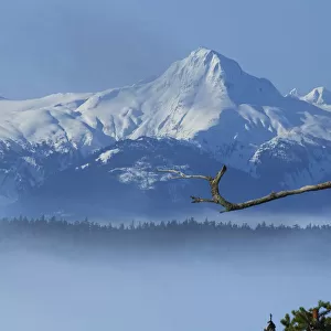 Bald Eagle Perched On Spruce Branch Overlooking The Chilkat Mountains And Fog Filled Tongass National Forest, Southeast Alaska, Winter, Composite