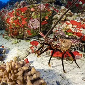 Banded Spiny Lobster, Hawaii, USA