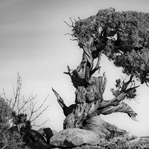 Black and white image of a very old twisted and gnarled Juniper tree in Canyonlands National Park; Moab, Utah, United States of America