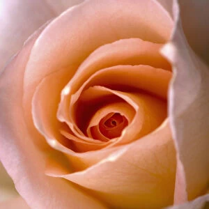 Close Up Of A Pink Rose; Berkeley, California, United States of America
