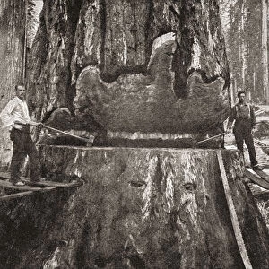 Cutting Down A Giant California Redwood Tree In The Late 19th Century. From The Strand Magazine Published 1897