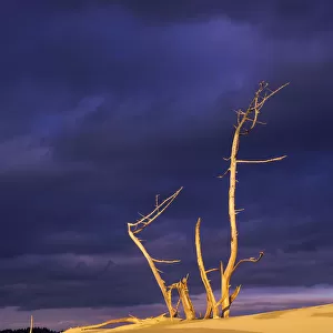 Dramatic Light Strikes The Sand Dunes With Storm Clouds Overhead, Oregon Dunes National Recreation Area; Lakeside, Oregon, United States Of America