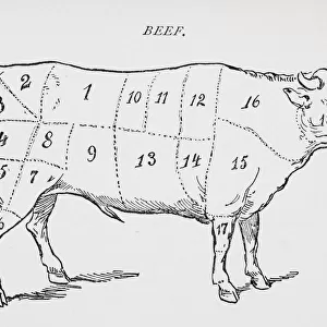 Drawing Of Bullock Marked To Show 18 Different Cuts Of Meat