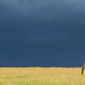 Elephant stands in grass beneath dark clouds