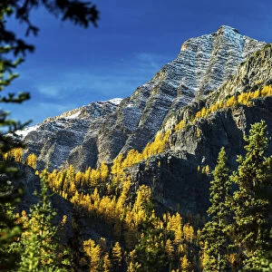 Glowing yellow larch trees in the fall along a mountain cliff framed by evergreen trees, with snow-covered mountain peak and blue sky in the background, Banff National Park; Lake Louise, Alberta, Canada