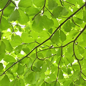 Green Leaves of Brown Damson (Terminalia arenicola) Tree, Hervey Bay Botanic Gardens, Hervey Bay, Queensland, Australia