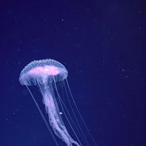 Hawaii, Jellyfish With Long Tentacles In Blue Sparkling Ocean A88E