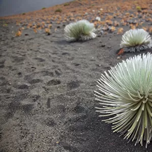 Hawaii, Maui, Haleakala, a Silversword plant growing along the trail of the crater