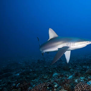 Hawaii, Molokai, Grey Reef Shark (Carcharhinus Amblyrhynchos) Swimming Below Mokuhooniki Rock