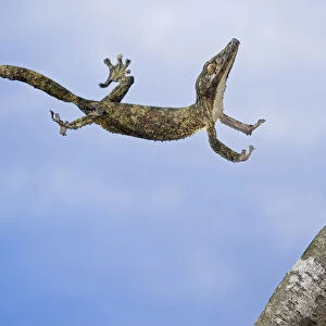 Henkels Leaf-Tailed Gecko In Mid Leap; Madagascar