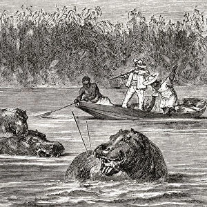 Hippopotamus Hunting In Africa In The 19Th Century. From Africa By Keith Johnston, Published 1884