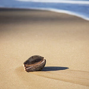Large Cowry Shell On Beach; Maui, Hawaii, United States Of America