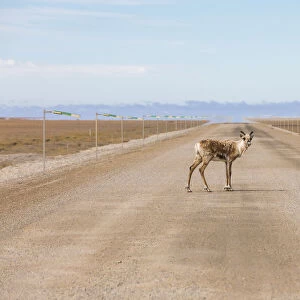 A lone caribou stands in the Dalton Highway; Alaska, USA
