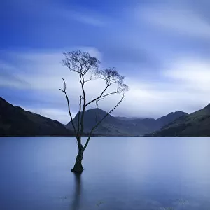 Lone Tree at Dusk, Lake Buttermere, The Lake District, England