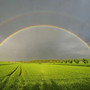 Maple Trees in Grain Field with Double Rainbow in Spring, Bad Mergentheim, Baden-Wurttemberg, Germany