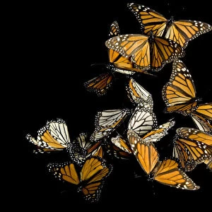 Monarch butterflies on black background