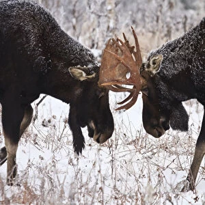 Moose Fighting, Gaspesie National Park, Quebec