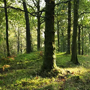 Path Through Forest, Keswick, Cumbria, England