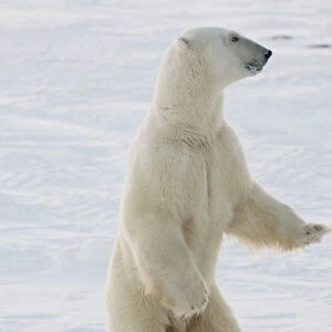 Polar Bear Standing On Hind Feet At Churchill, Manitoba, Canada