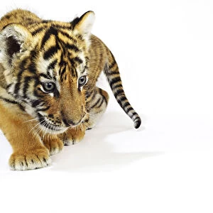 Portrait of Bengal Tiger Cub