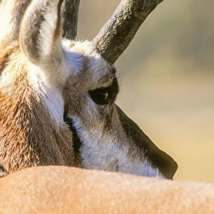 Portrait of pronghorn antelope buck in warm light, YNP, USA