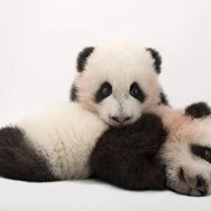 Portrait of twin Giant panda cubs