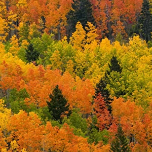 Quaking Aspen and Ponderosa Pine trees display fall colors