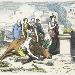 Sacrificing a bull in Ancient Greece. Late 19th century work from an unidentified artist; Illustration