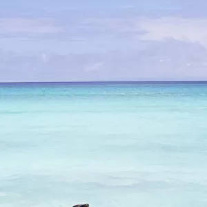 Sea Lion On White Sand Beach With Crystal Clear Turquoise Water