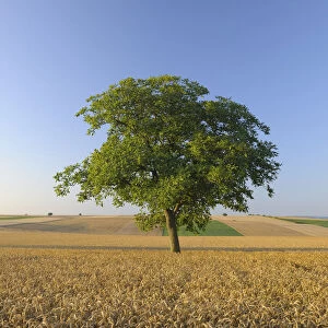 Walnut Tree, Rhineland-Palatinate, Germany