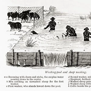 Washing pool and sheep washing. From The Book of the Farm by Scottish farmer and agriculturalist Henry Stephens, 1795 - 1874, first published in the 1840 s. This illustration from a revised 1870s edition