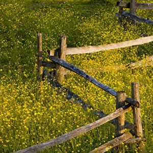 Wildflowers And A Wooden Fence At Sunset; Fulford, Quebec, Canada