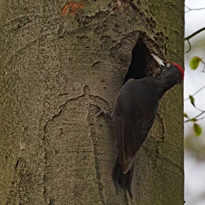 Black woodpecker (Dryocopus maritus) male near entrance of nesthole in tree trunk