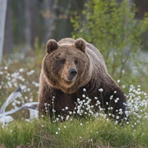 Brown Bear (Ursus arctos), Finland