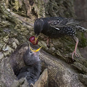 Common Starling (Sturnus vulgaris) feeding chick in nest with a cherry, Hungary