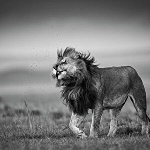Lion (Panthera leo) shaking off flies, Maasai Mara National Reserve, Rift Valley Province, Kenya