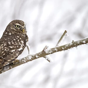 Little Owl (Athene Noctua) perched on a branch in the snow, Noordeinde, Gelderland, the Netherlands