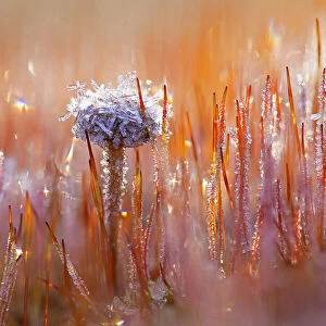 Mountain Moss Psilocybe (Deconica montana) and Bristly Haircap (Polytrichum piliferum) covered with ice crystals, Amsterdamse Waterleidingduinen, Noord-Holland