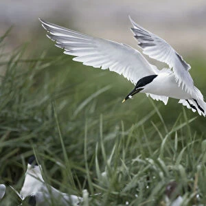 Sandwich Tern (Thalasseus sandvicensis) flying with a piece of fish in beak and hovering