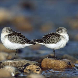 Western Sandpiper (Calidris mauri) pair standing back to back with beaks tucked under wings