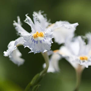 Fringed iris Iris japonica Blue Bulb Rhizome
