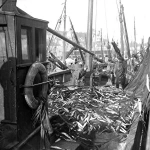 Alfieri Snr. Mackerel Fishing at Newlyn, Cornwall. Lowestoft Drifter empties its nets