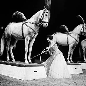 Bertram Mills Circus, a woman who performs with horses. 19th December 1958