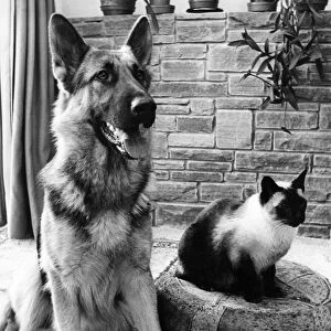 Best of pals Chico the Alsatian and Chen the cat