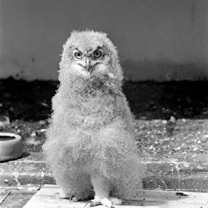 Birds: Eagle owl chick at London Zoo. 1965 C87D-002